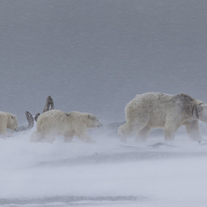 From the series 'Polar Bear Journey' by Judith Conning, 2014 Landscape Photographer of the Year.